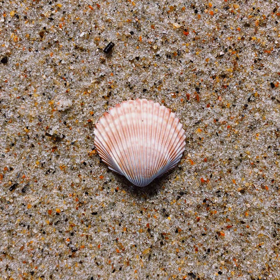 Le sexe à la plage